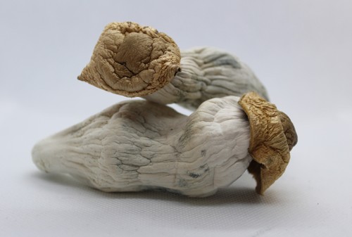 Here’s Everything to Know About Magic Mushrooms