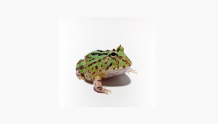 Diet and Feeding Guide for New Pacman Frog Owners