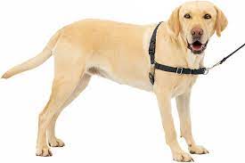 Choosing the Right Material for a Dog Leash and Harness