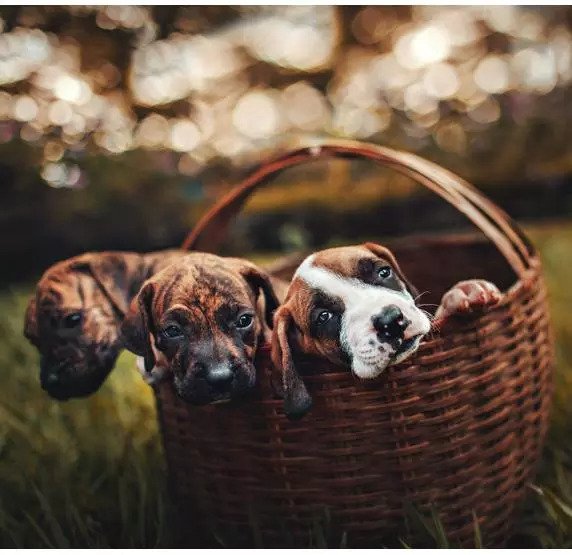 Affordable Dog Food Monthly Subscription Bangalore India - Harleys Corner