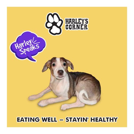 Fresh Treats for Dogs in India - Harleys Corner