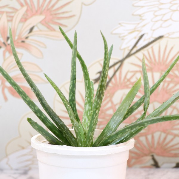 Suggest Some Beautiful Indoor Plants Online For Gifting