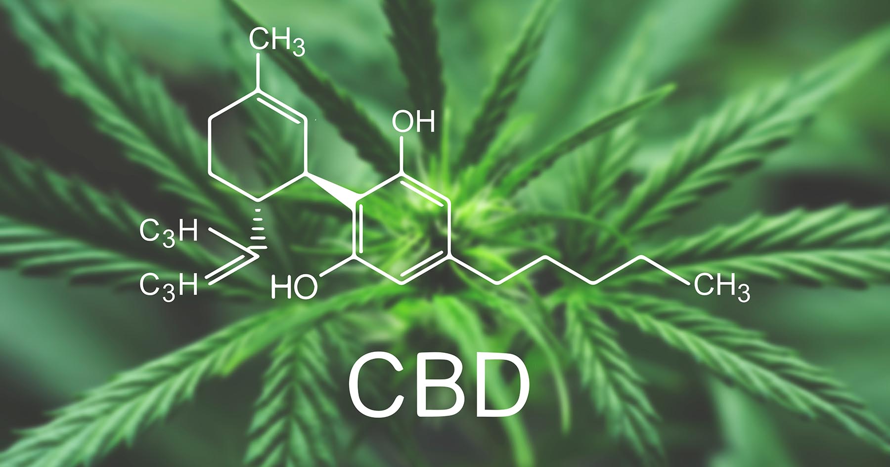 All You Need to Know About CBD Processing Equipment