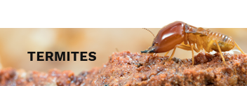  Exactly How to Eliminate Bed Bugs.