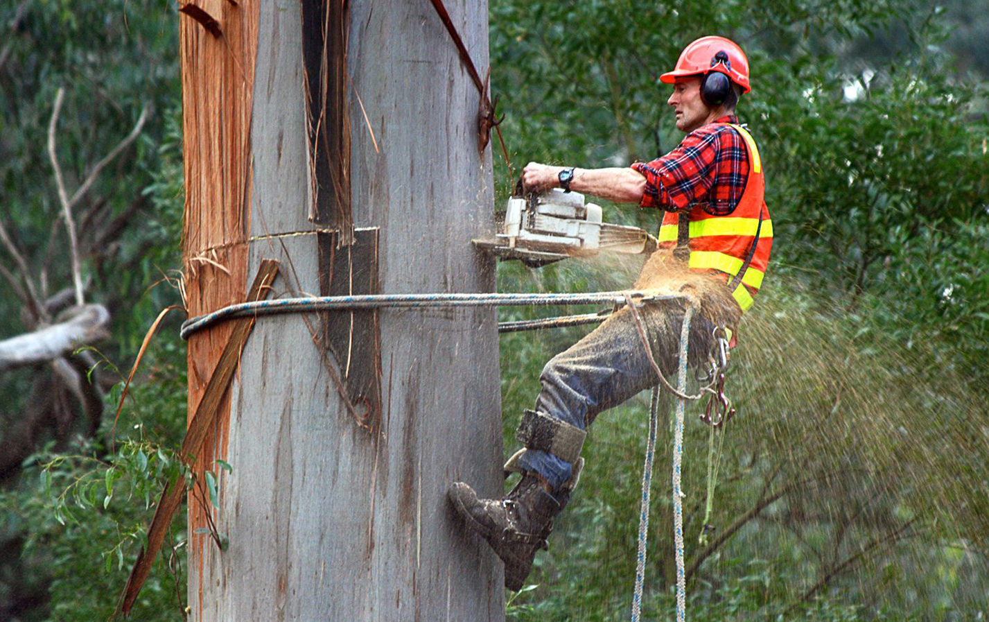 How to Select The Right Stump Removal Company?