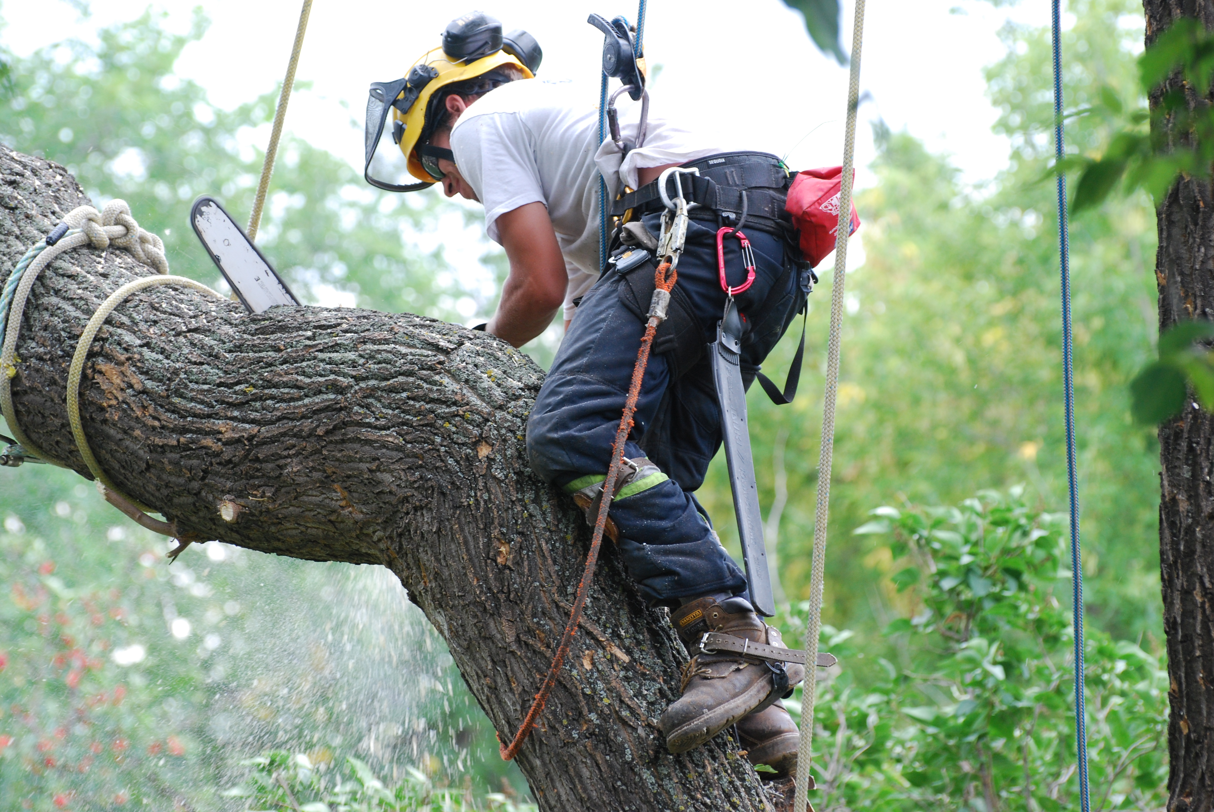 Choosing The Suitable Arborist- Know-How