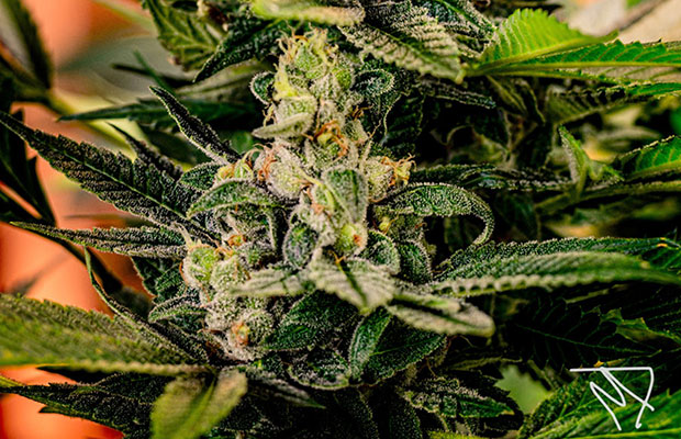 A Guide to Growing Sativa Strains Indoors