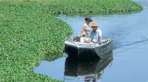 Aquatic Herbicides Market Size, Share, Regional Overview and Global Forecast to 2027