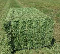 Alfalfa Hay Market Size, Key Players Analysis And Forecast To 2027 | Value Market Research