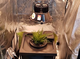 Hydroponic Gardening Has Many Advantages