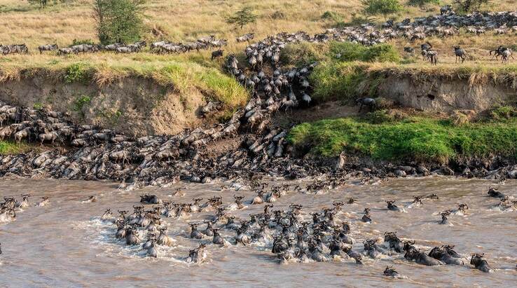 A Bucket-List Event: The Great Wildebeest Migration Mara River Crossing!