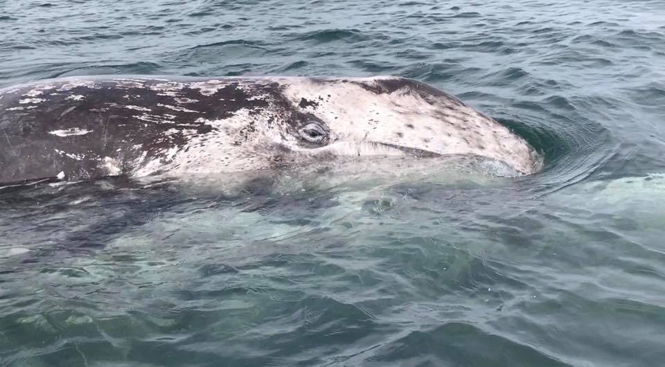 A Complete Guide to Whale Watching in Mexico