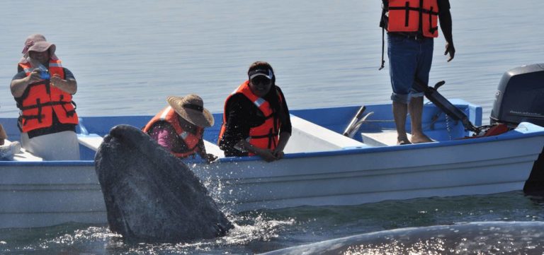 The Most Popular Locations For Whale Watching In Mexico