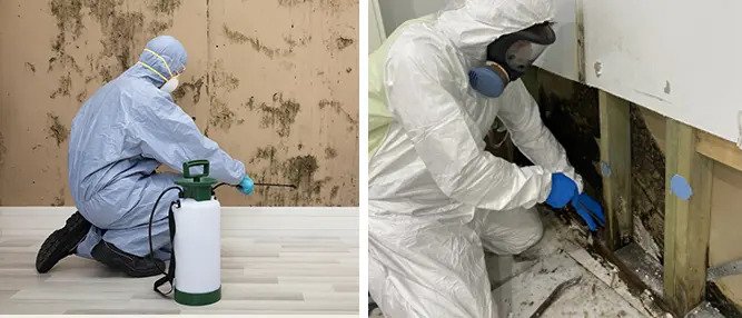 Professional Mould Removal Melbourne