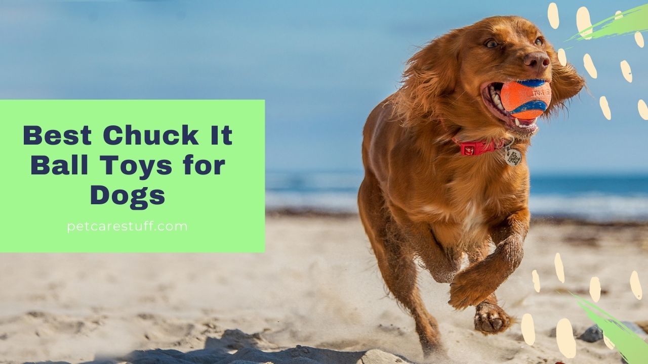 Best Chuck It Ball Toys for Dogs