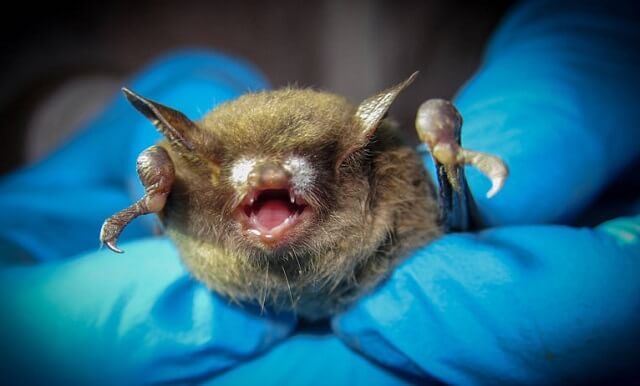 Cách đuổi dơi khỏi nhà nhanh và hiệu quả