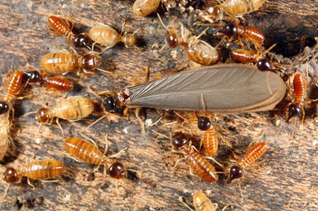 Dịch vụ diệt mối tận tốc giá rẻ nhất tại quận 7 tphcm