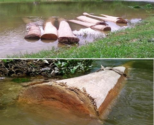 Cách diệt mối dân gian dễ làm tại nhà