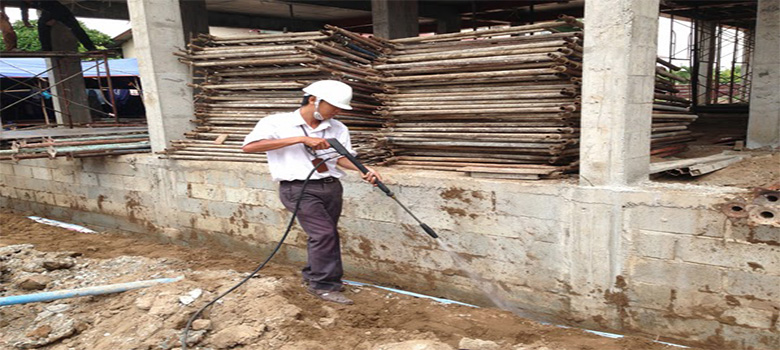 Tại sao nhà có mối? Nhà có mối phải làm sao? 