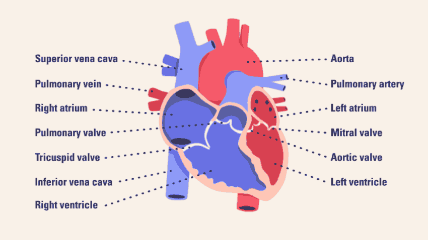 A Complete Guide On Human Heart