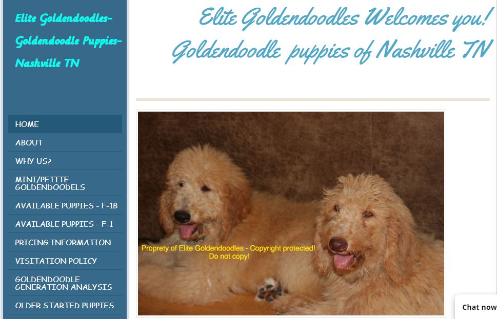 Mini size Goldendoodle puppies