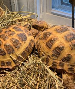 Baby russian tortoise for sale near me
