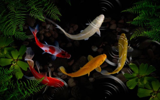 Learning Regarding Koi Fish