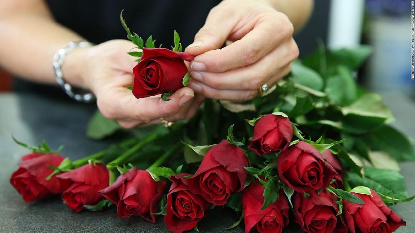 Foliages that you could use when decorating your house.