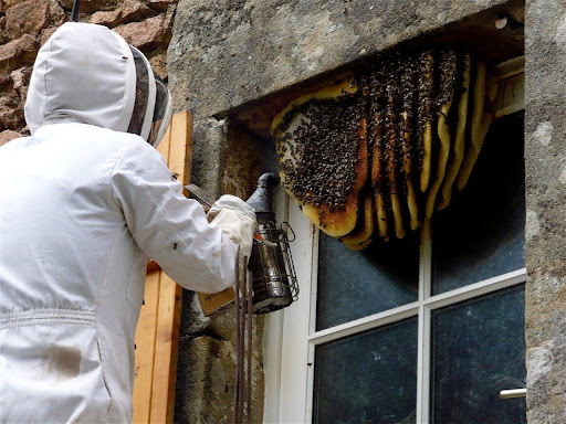 BEE REMOVAL SERVICES WESTON