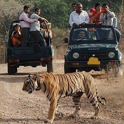Best Wildlife Sanctuaries Around Jaipur
