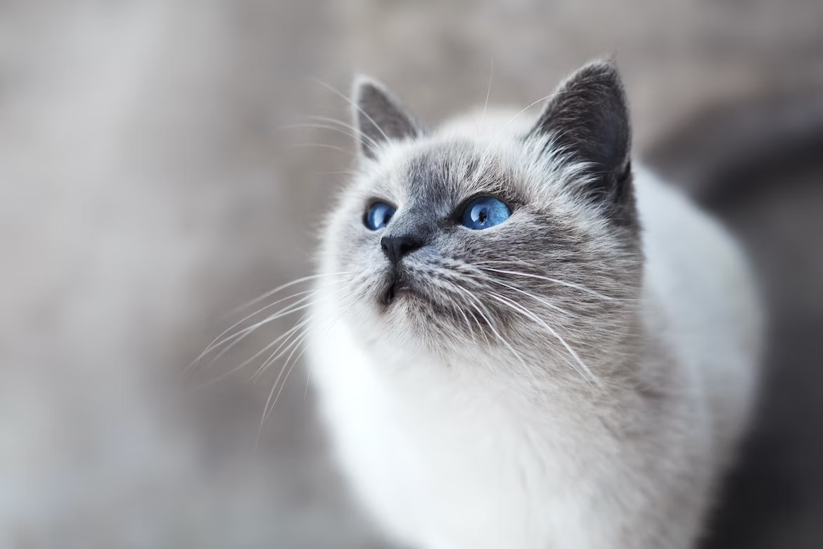 9 Kid-Friendly Cat Breeds