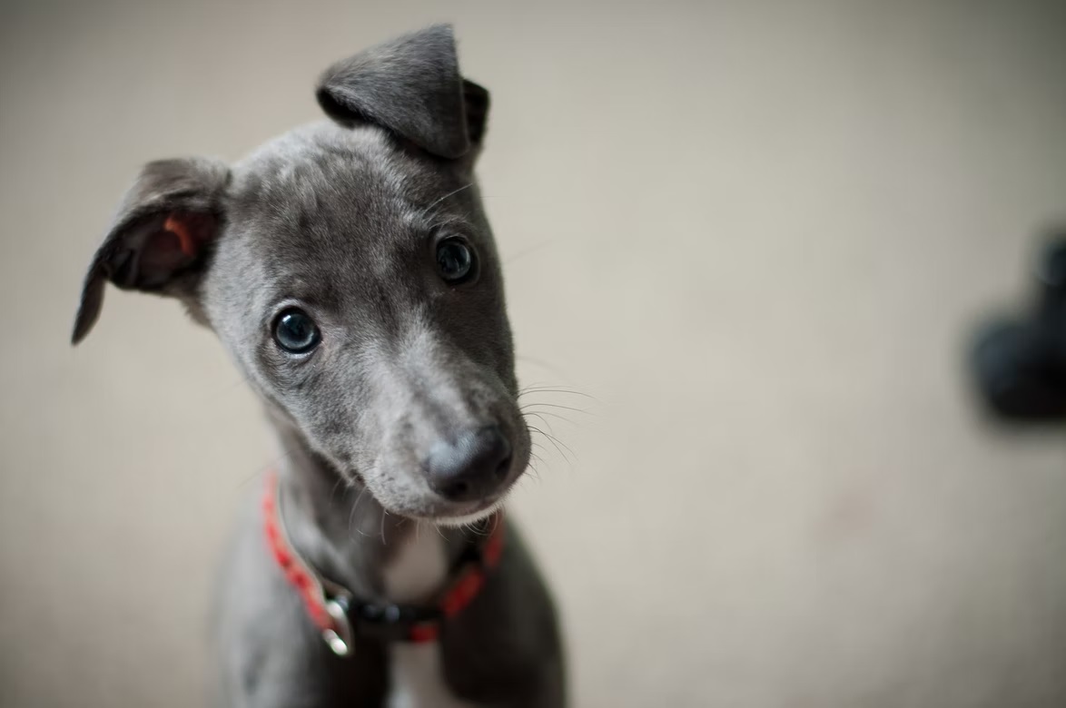 How to Prepare for a Rescue Dog in Your Home