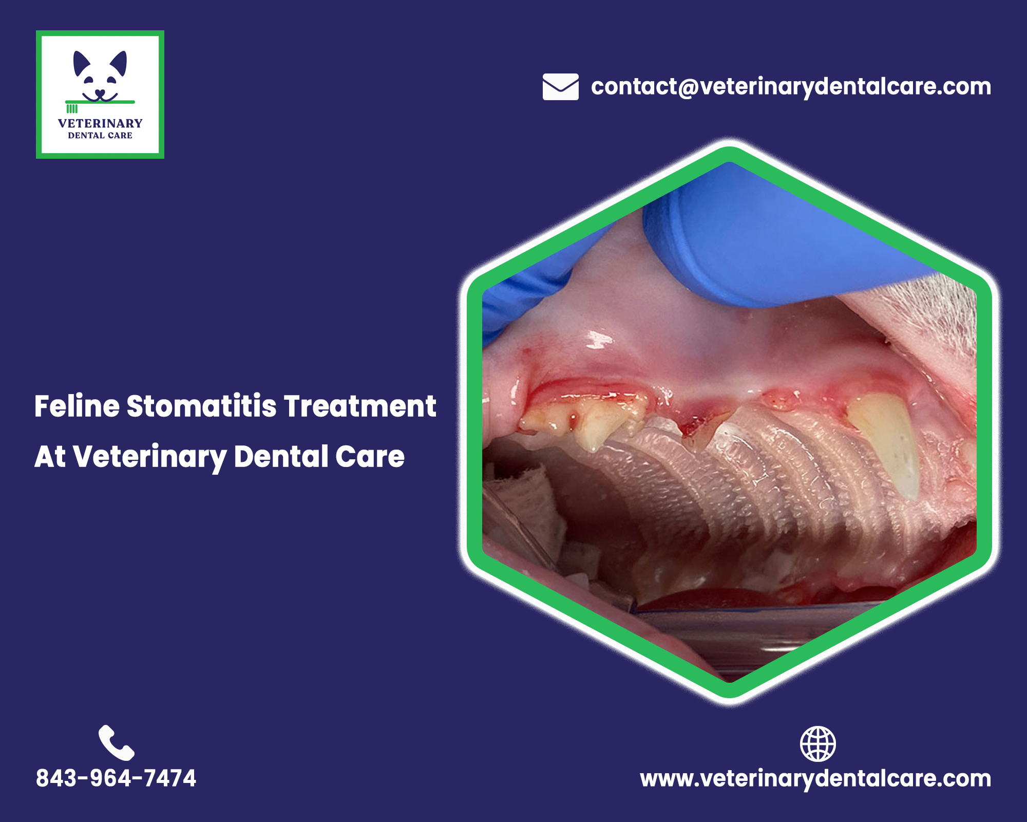 Feline Stomatitis Treatment At Veterinary Dental Care