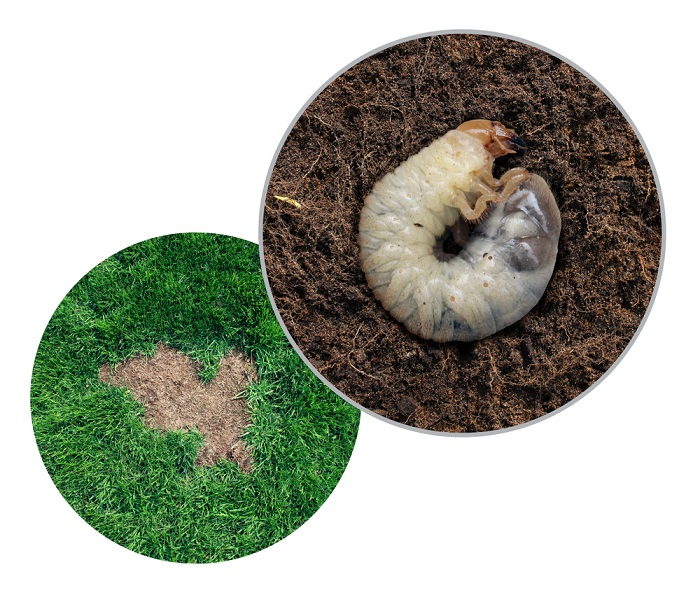 Treating Common Lawn Pests & Diseases By Turf Type