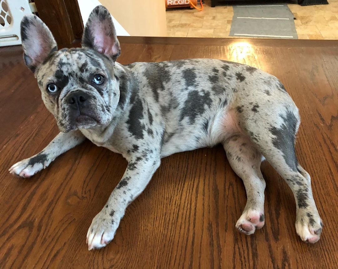 Buy Blue and Tan Frenchie Online