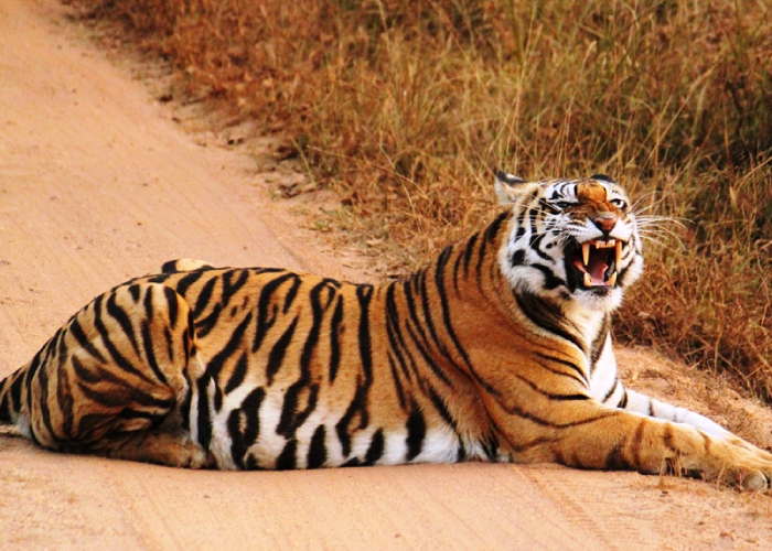 Know all about visiting Kanha National Park