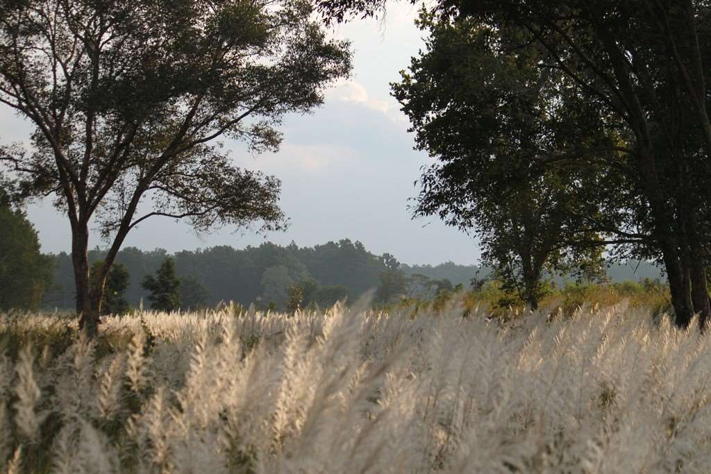 Kanha National Park zones and safaris - Saccharum Safari
