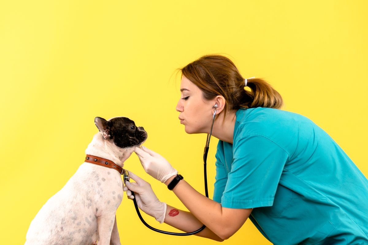 USA Veterinarian Mailing List