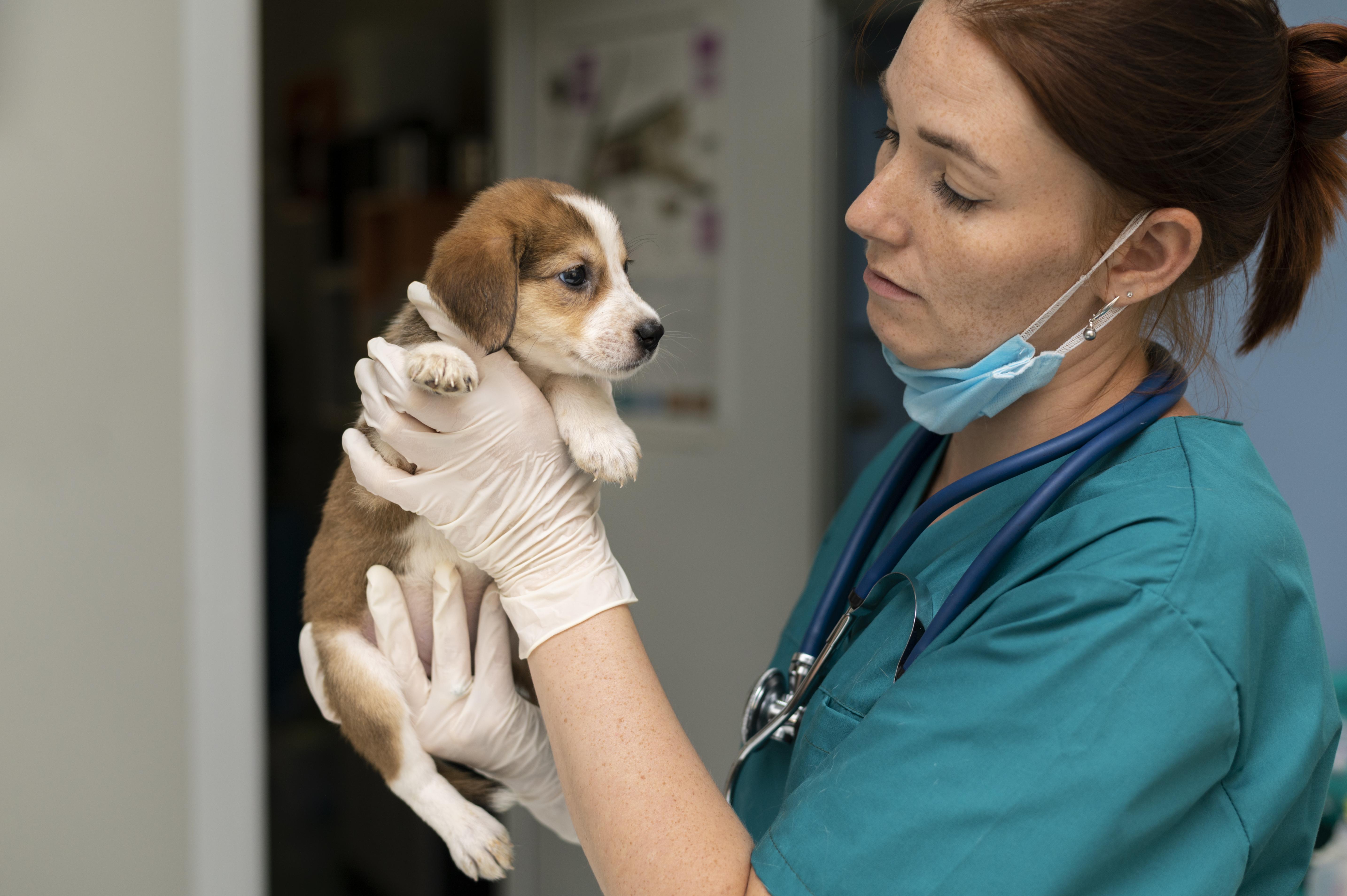 Animal Hospitals Email List | Veterinary Hospital Mailing List