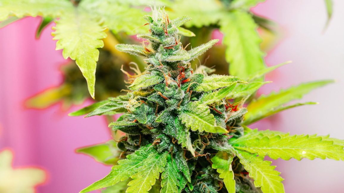 Popular Marijuana Strains and What They Can Do