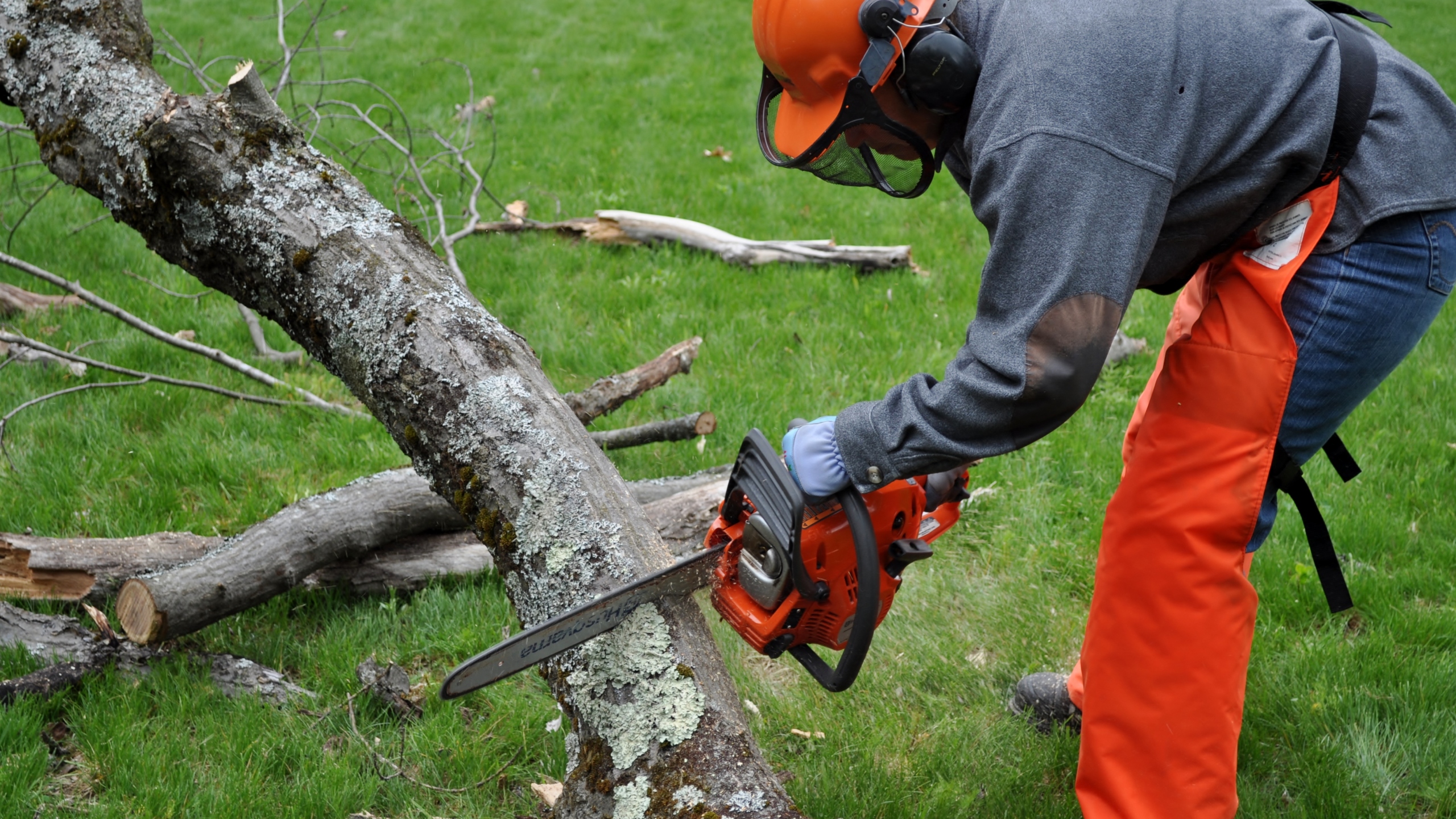 Why Do You Need to Urge the Professional to Remove the Tree?