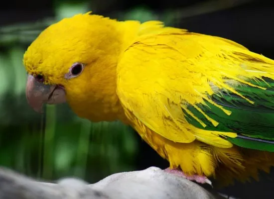 Top-Quality Hand Reared Birds - All Creatures Warehouse