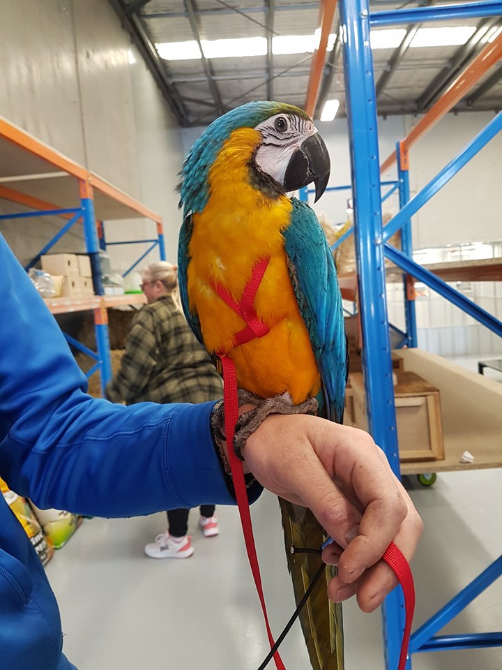 How to choose Hand Reared Birds Melbourne?