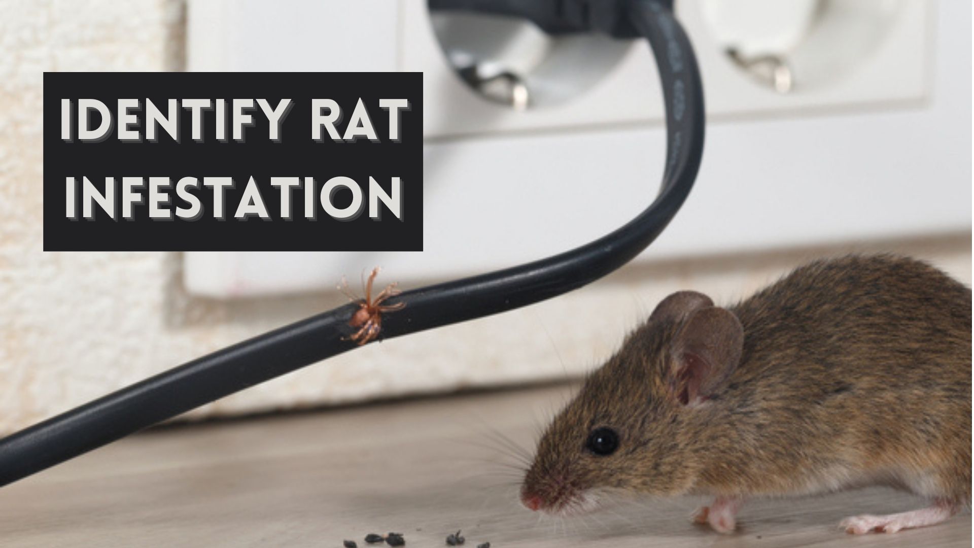 How to identify rat infestation