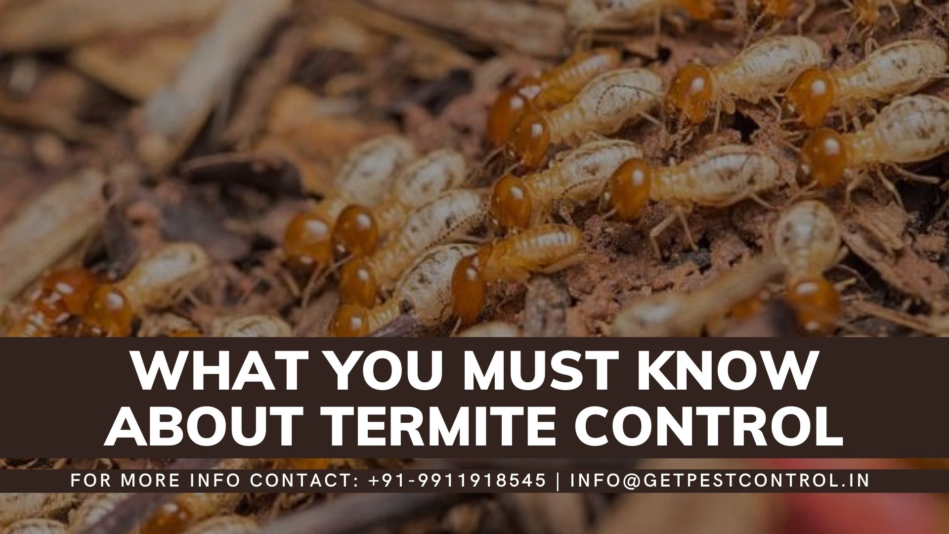 What you must know about termite control