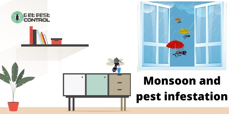 Monsoon and Pest Infestation – How to Prevent Yourself