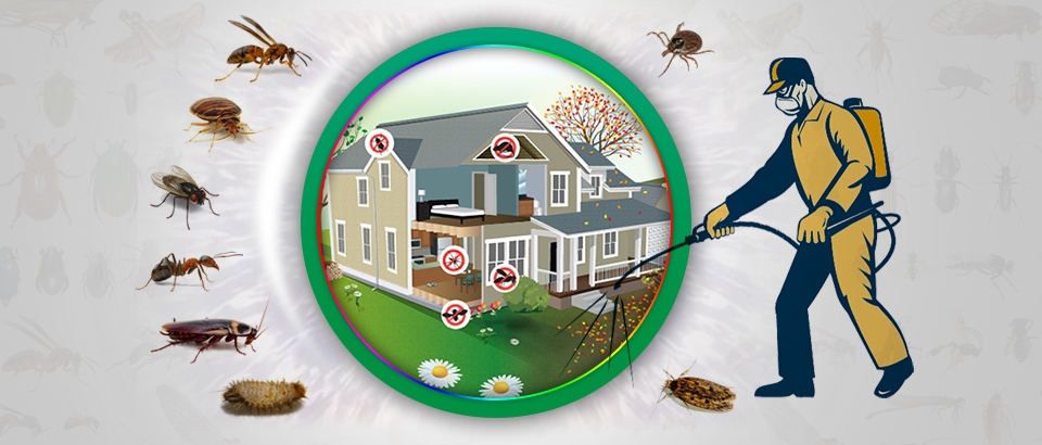 How to Get Rid of Rats Using Natural Rat Repellents?