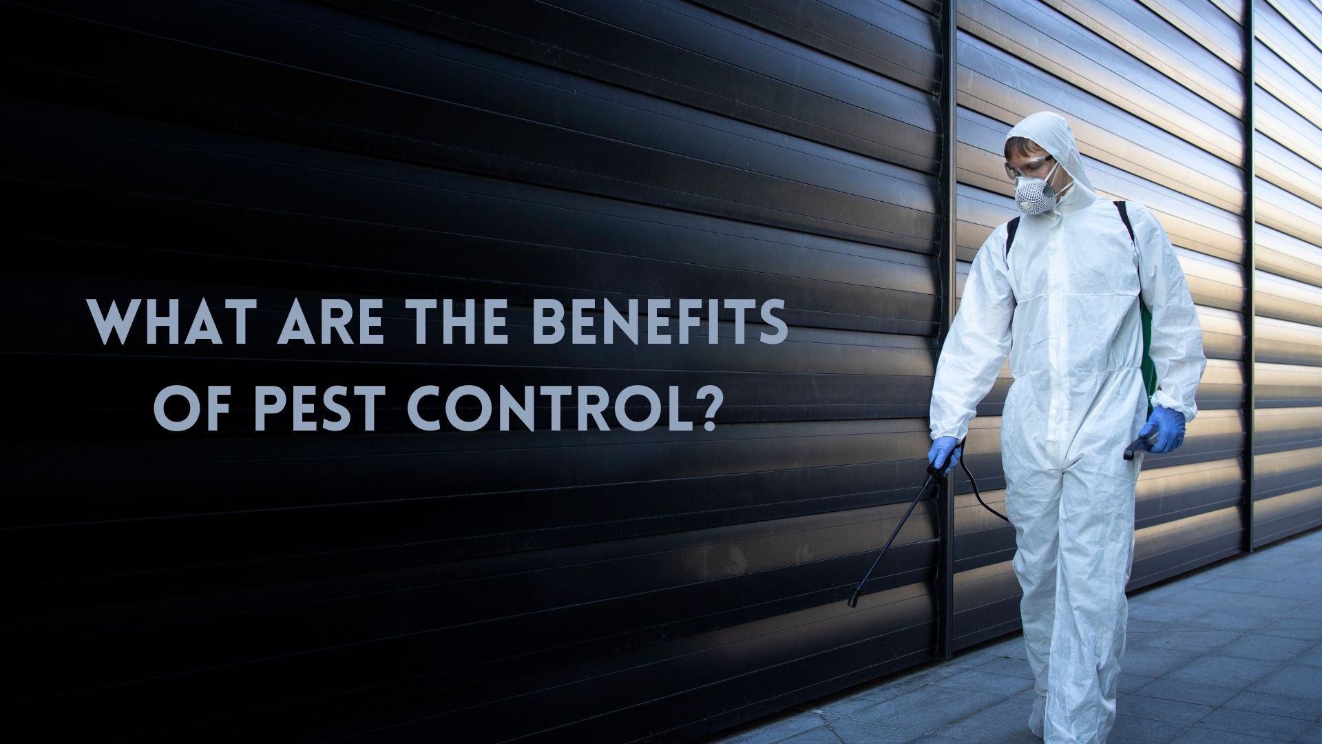 What are the Benefits of Pest Control?