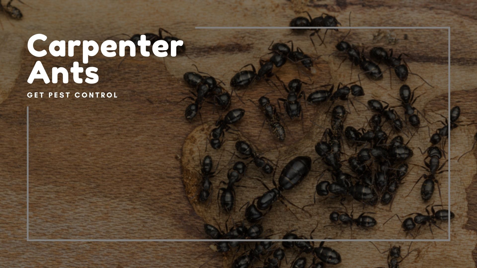 What are Carpenter Ants? Are they Dangerous?