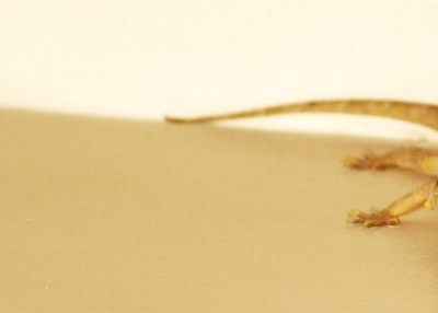 Proven Ways To Get Rid Of Lizards
